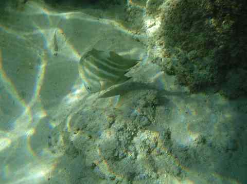 fish in Hanauma Bay Oahu